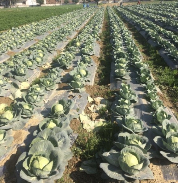 Agri Bio Field