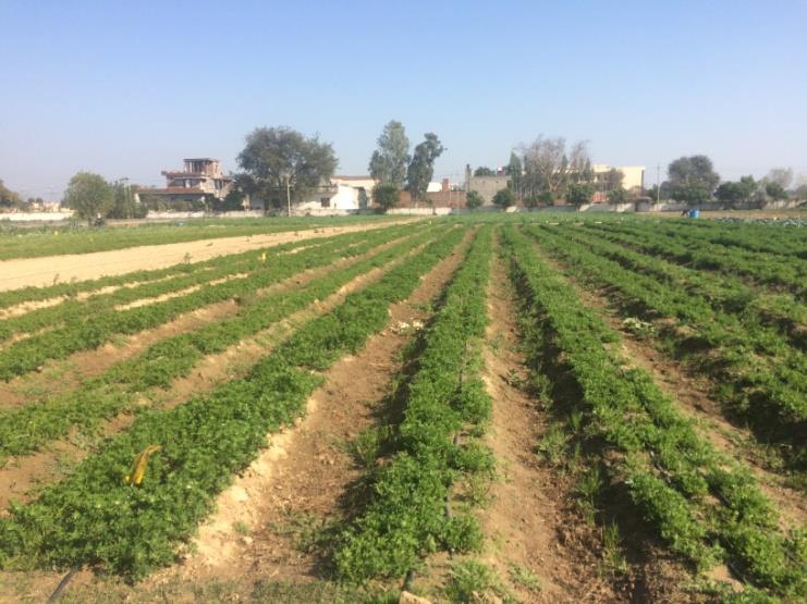 Agri Bio Plant